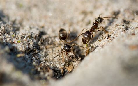 買房風水重要嗎 家中突然出現很多小螞蟻